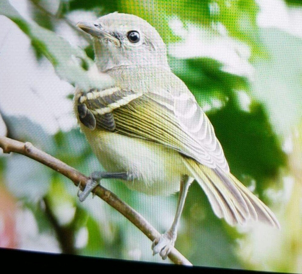 White-eyed Vireo - ML54035361