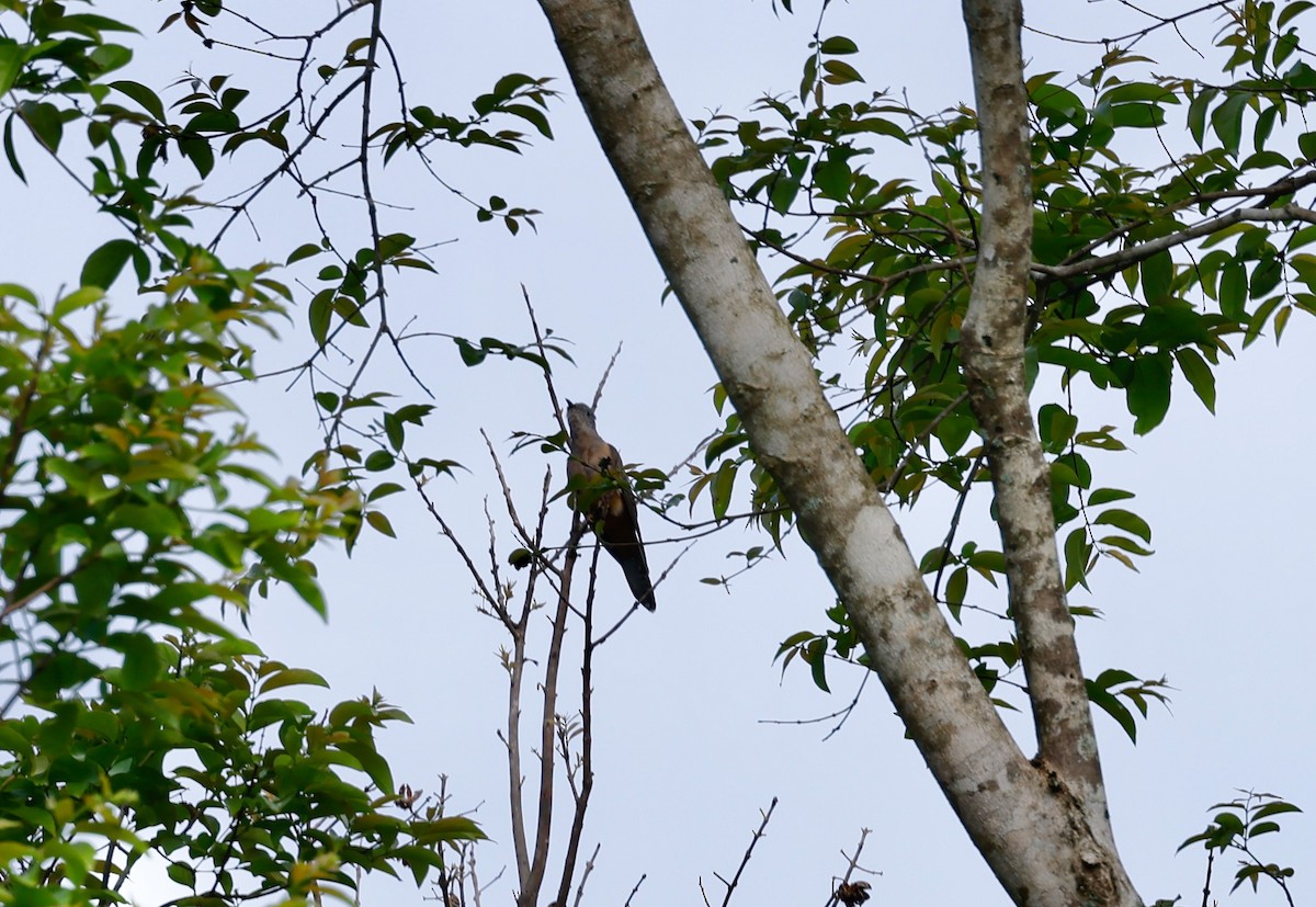 Brush Cuckoo - ML540354011