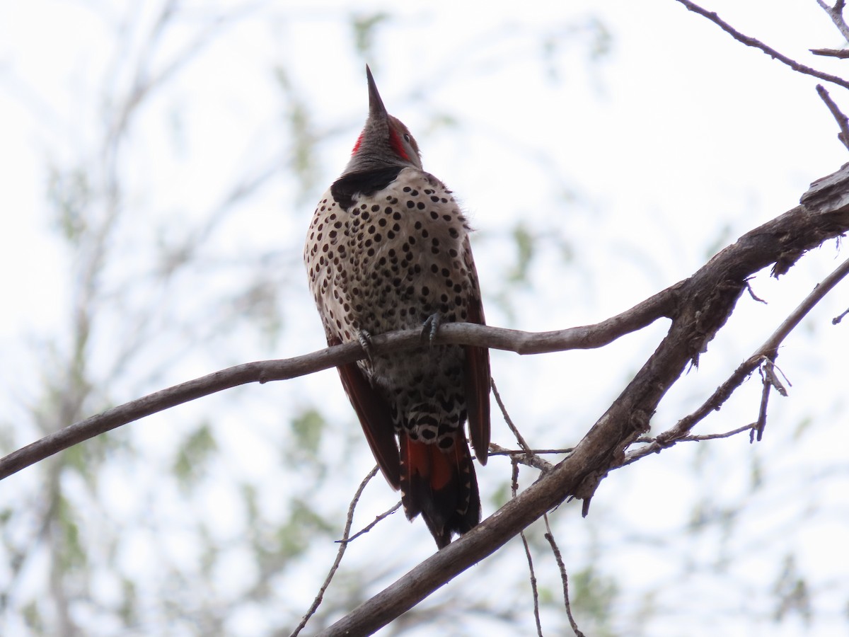 Northern Flicker (Red-shafted) - ML540354211
