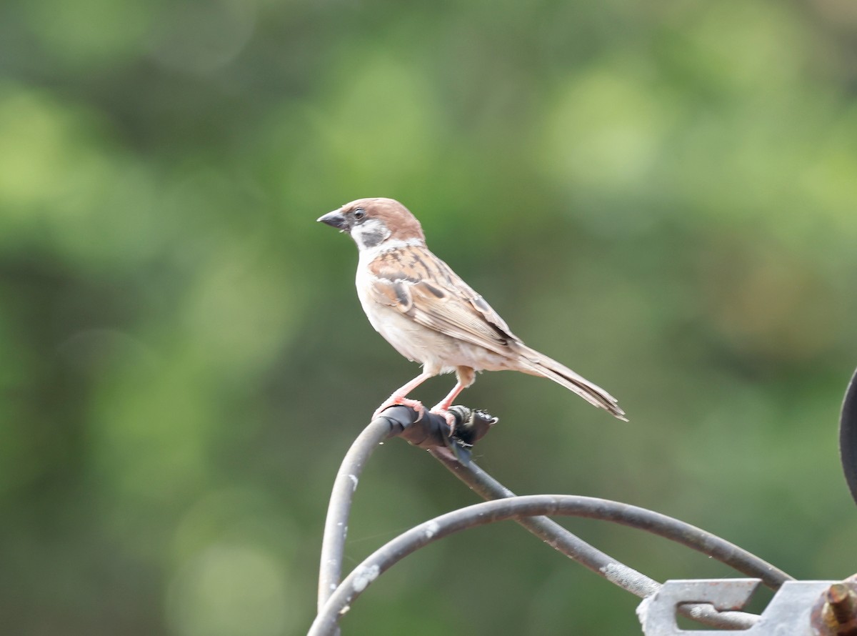 Eurasian Tree Sparrow - Robert Wallace