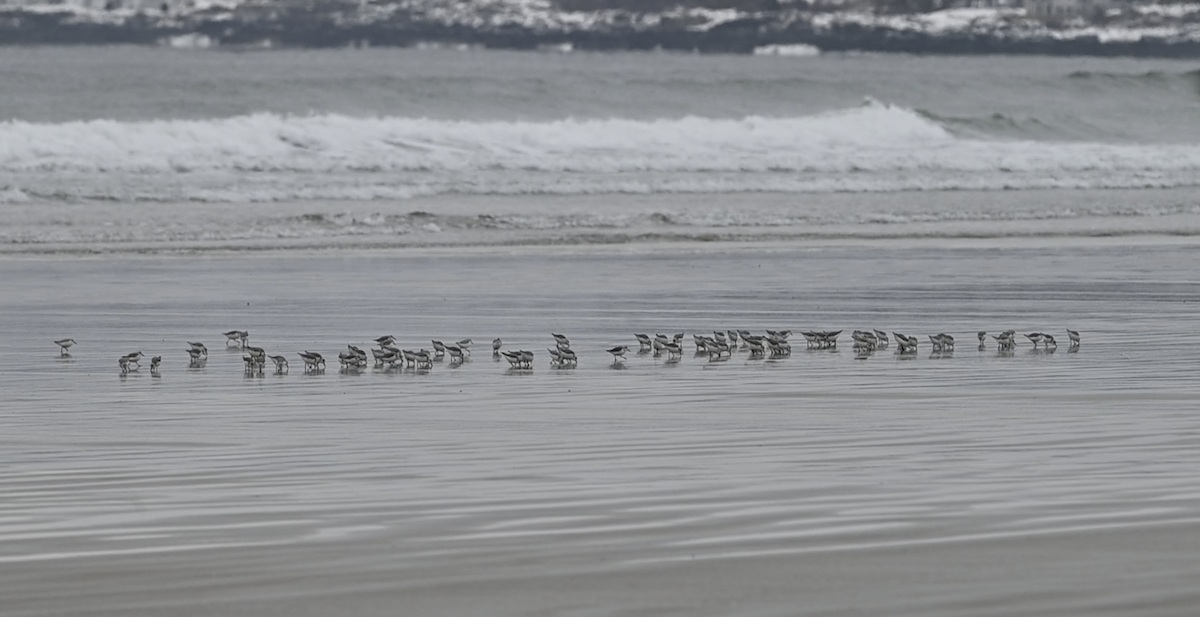 Sanderling - ML540354821