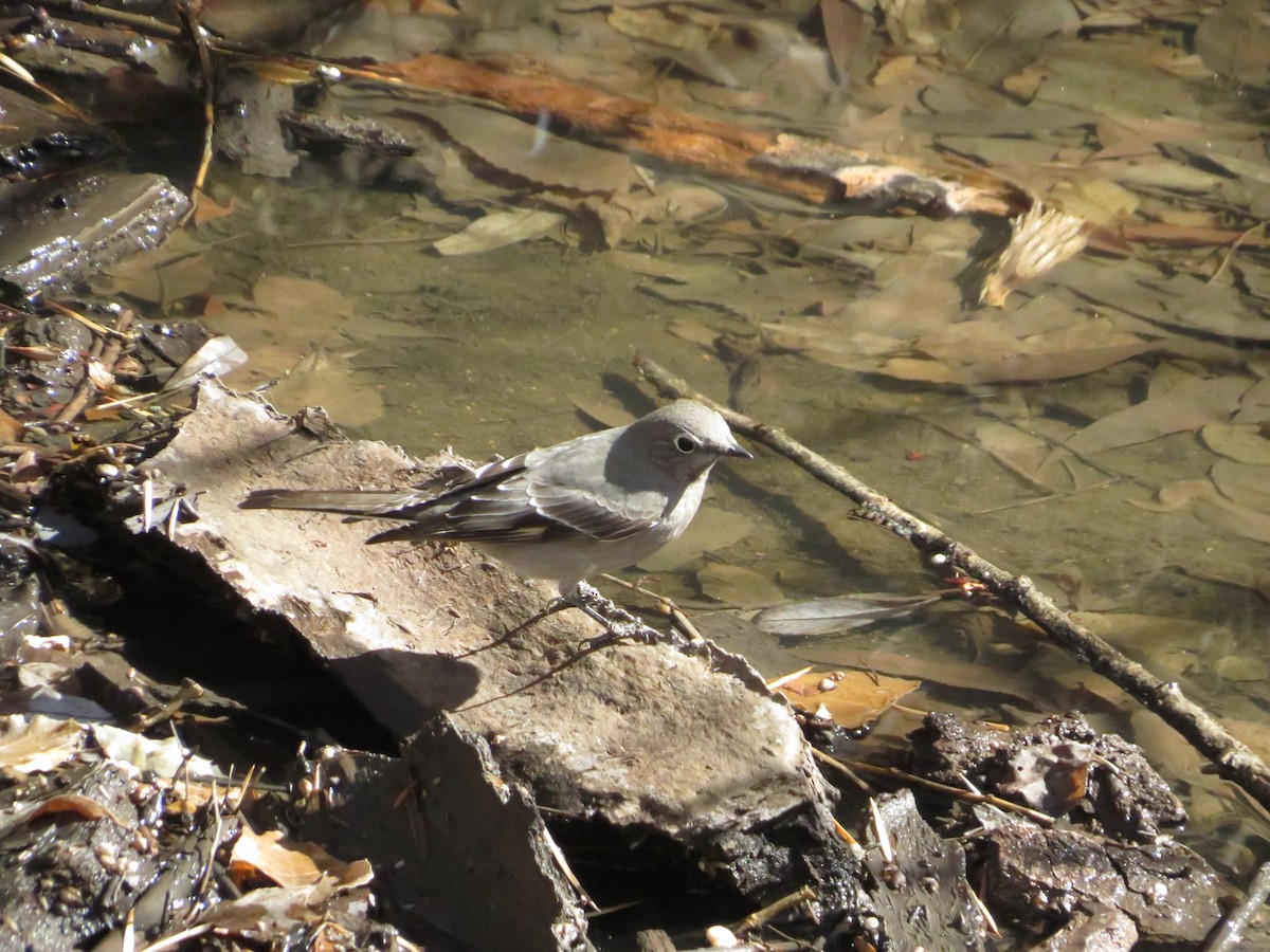 Townsend's Solitaire - Ken Wat