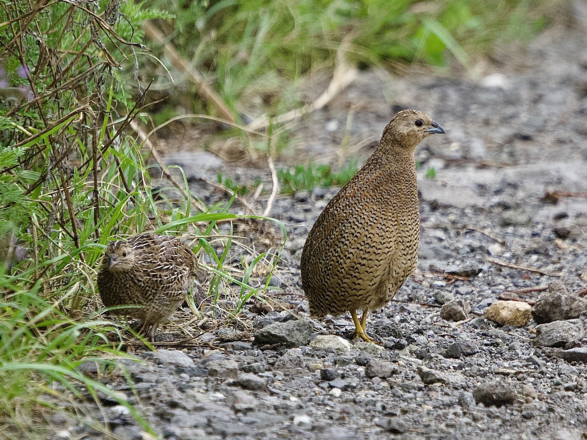 Brown Quail - ML540355281