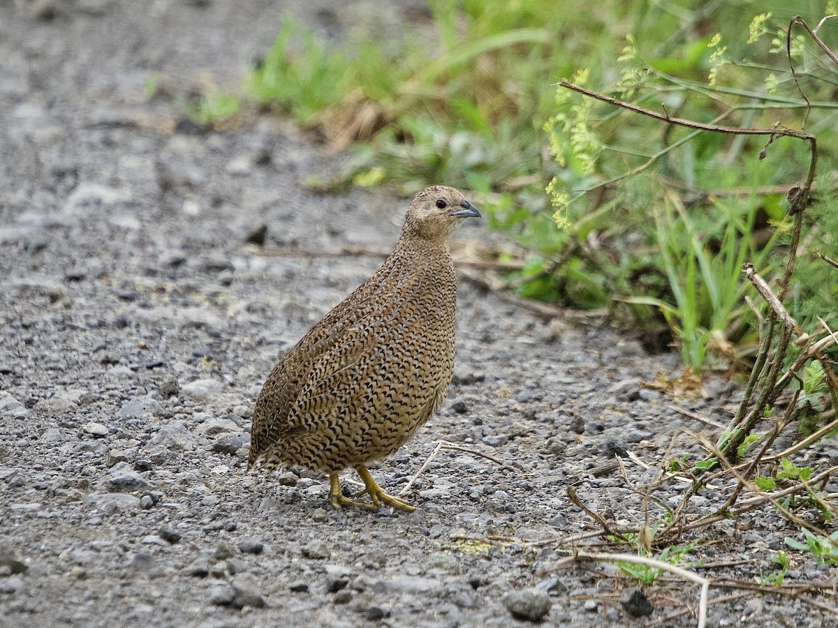 Brown Quail - ML540355291