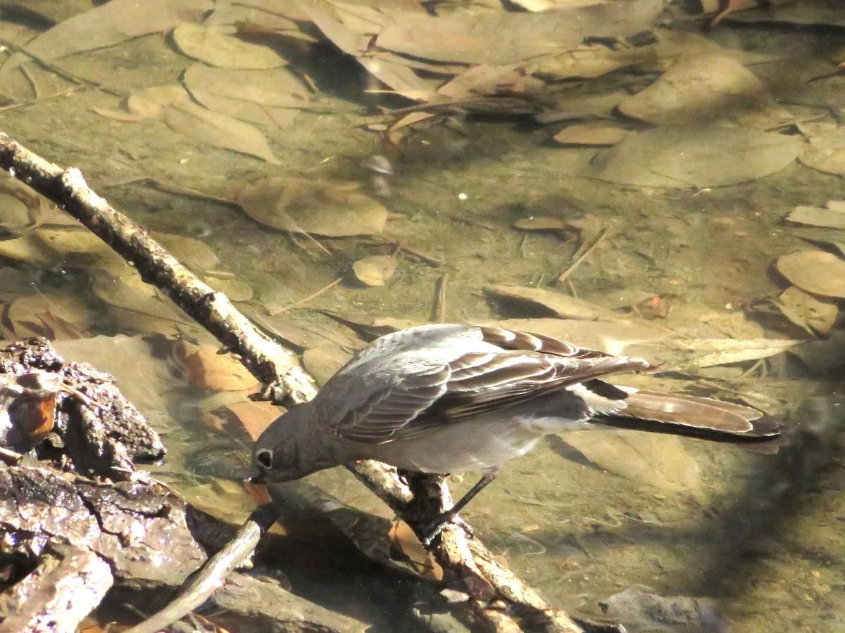 Townsend's Solitaire - ML540355311