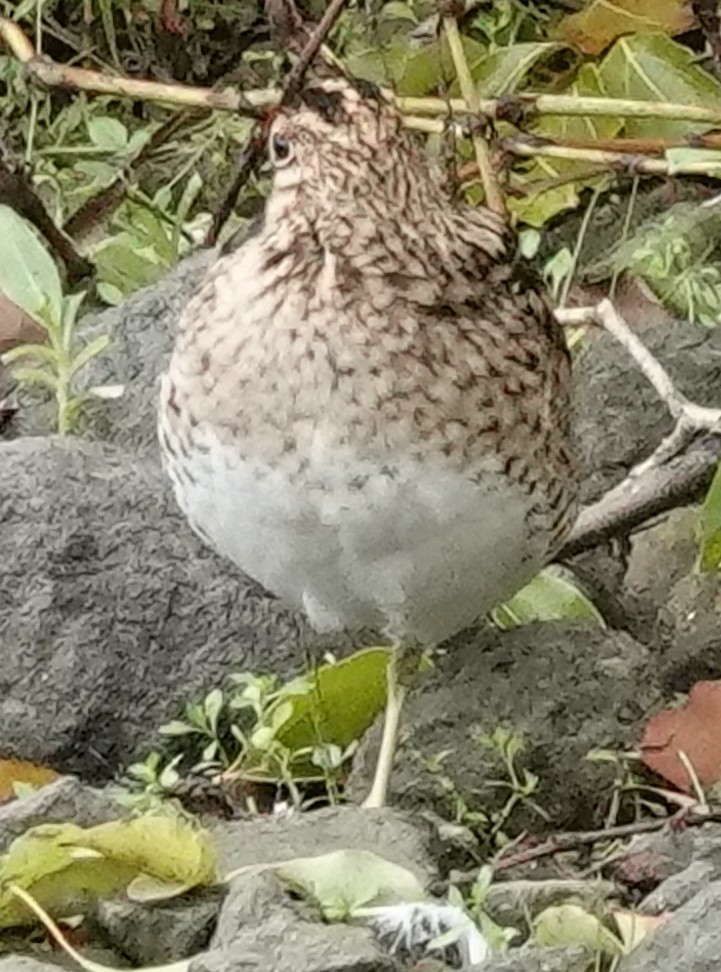 Latham's Snipe - ML540355591