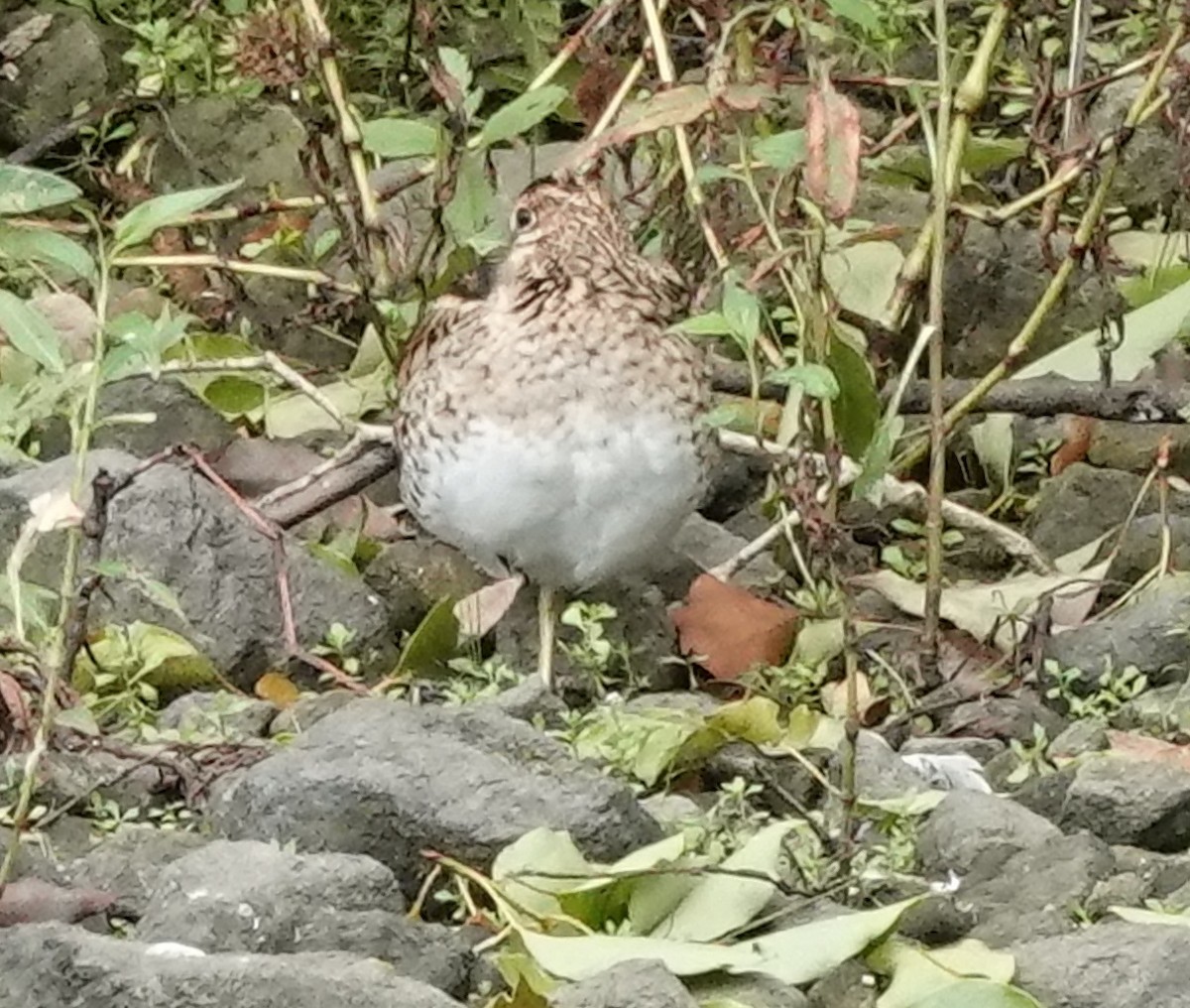 Latham's Snipe - ML540355611