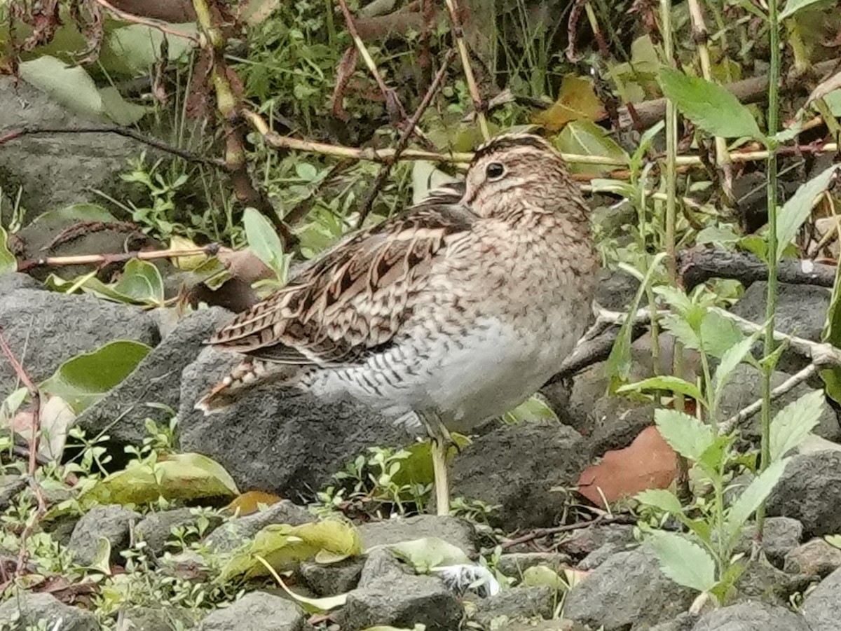 Latham's Snipe - ML540355621