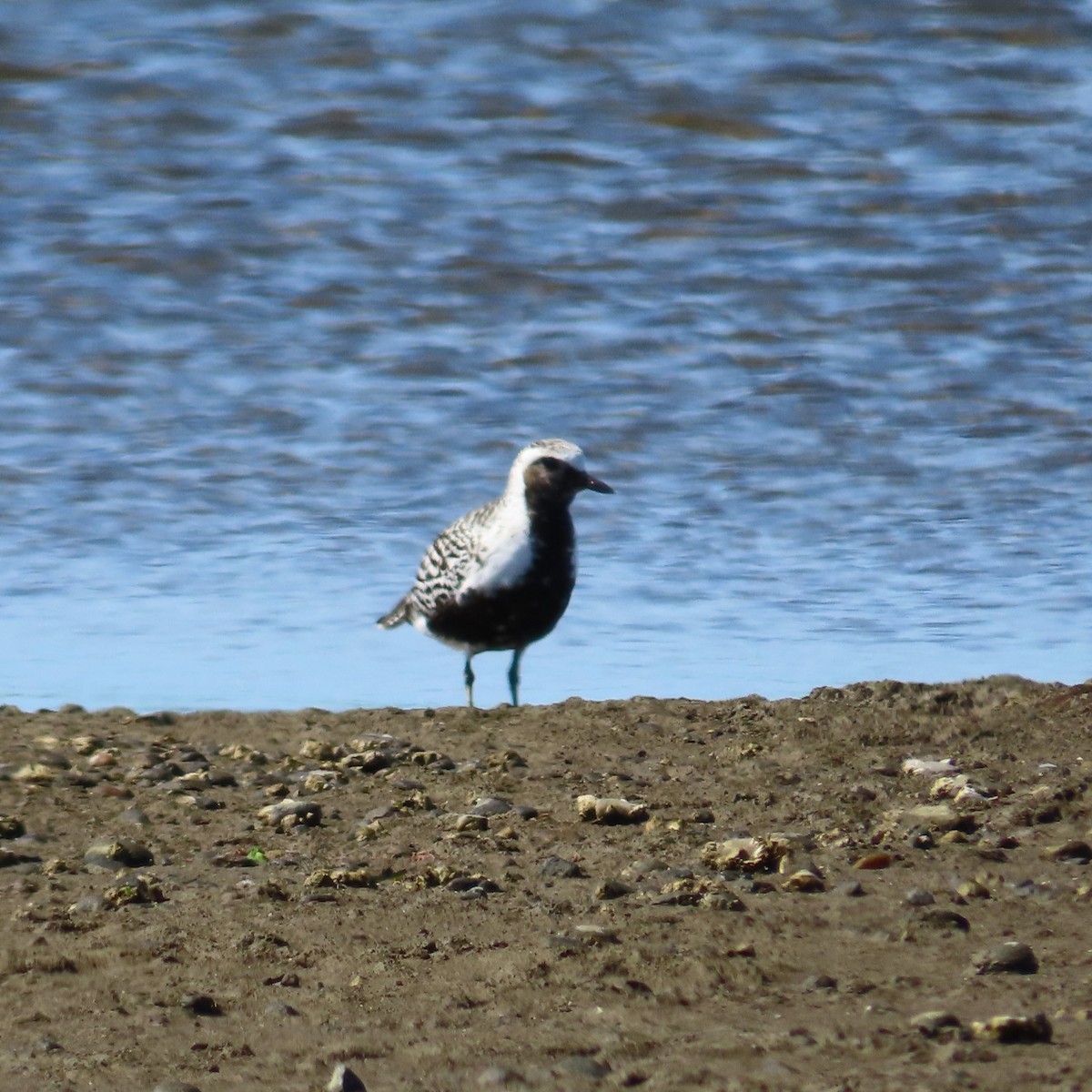 Black-bellied Plover - ML540357161