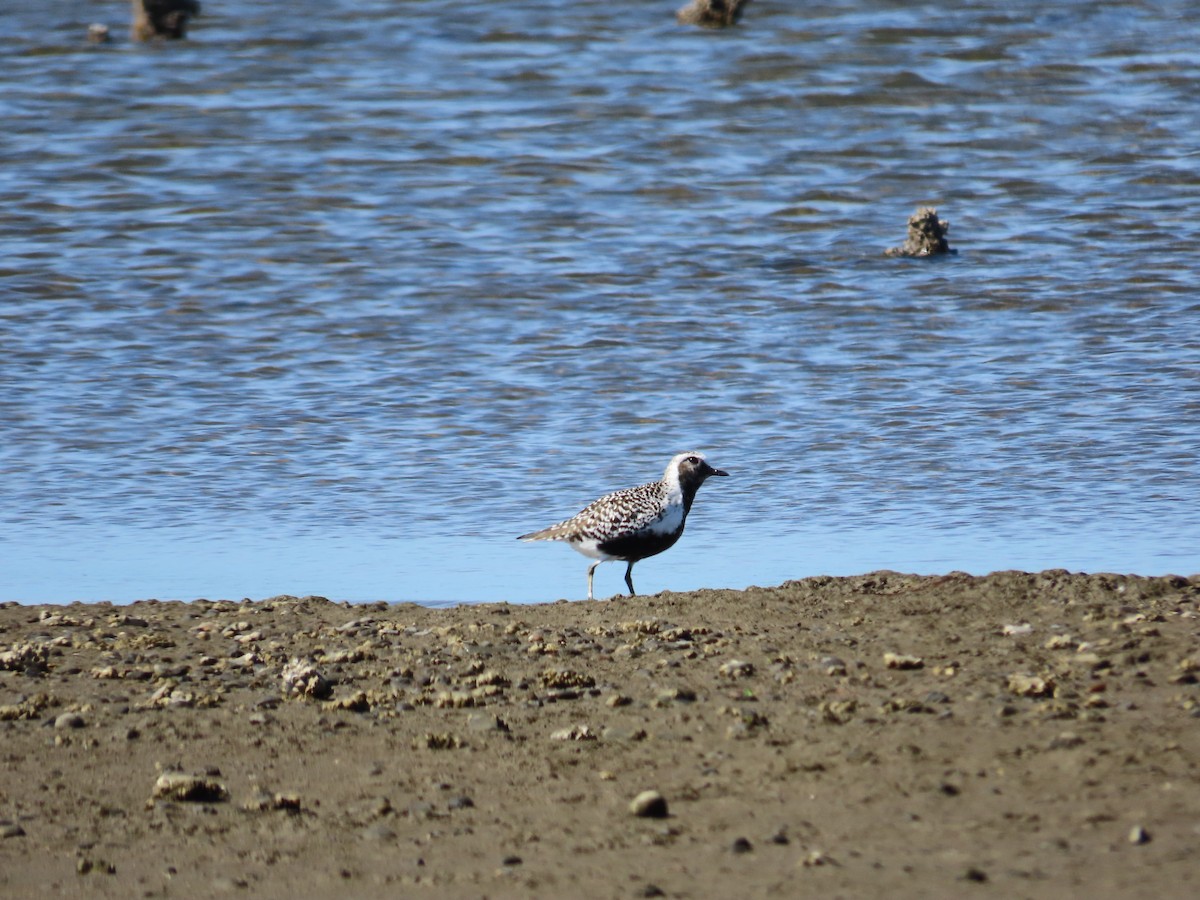 Black-bellied Plover - ML540357281