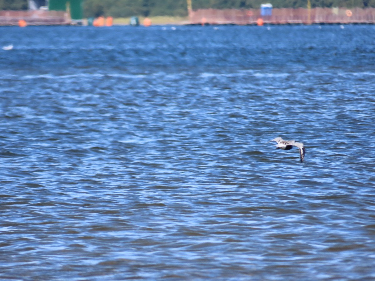 Black-bellied Plover - ML540357401