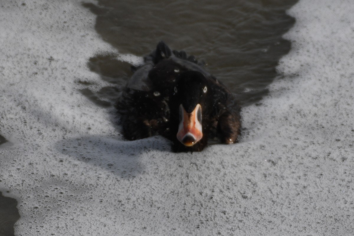 Surf Scoter - Max Leibowitz