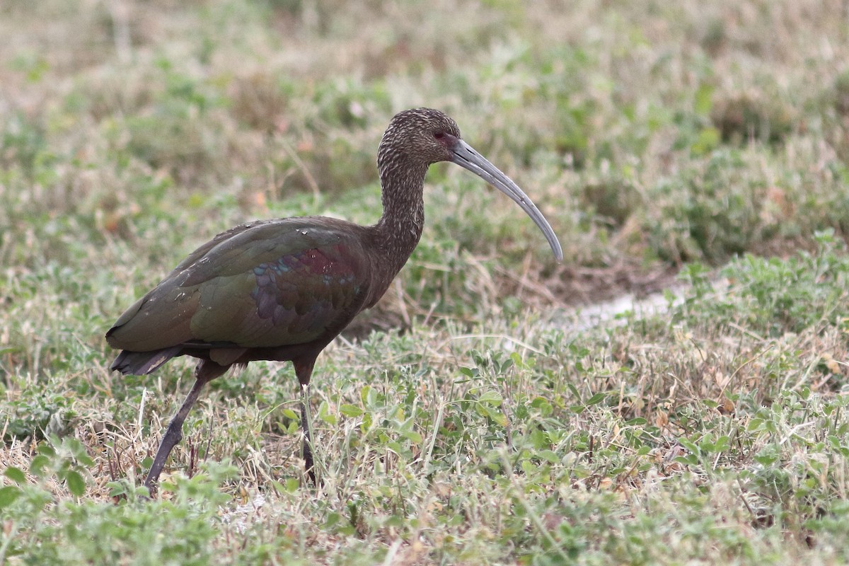 ibis americký - ML540358291