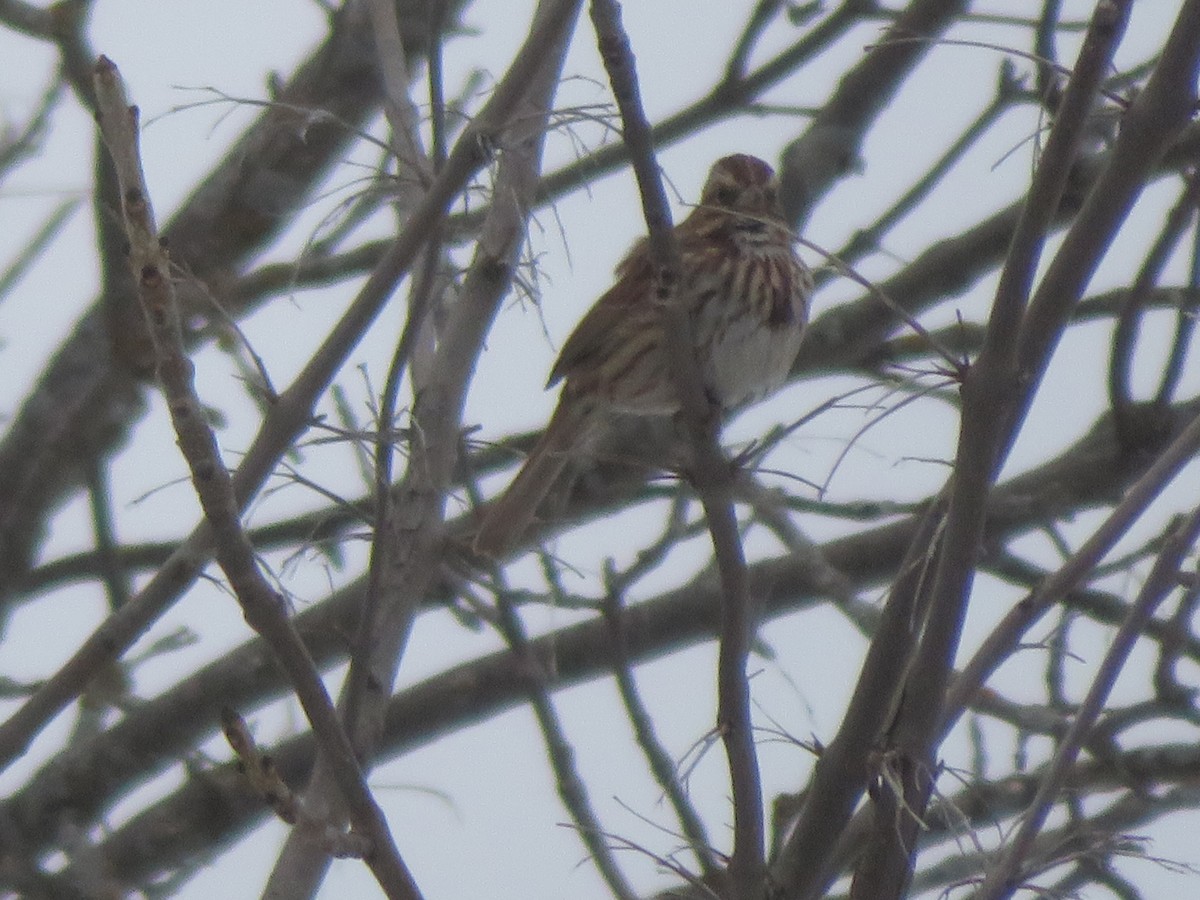 Song Sparrow - ML540359361