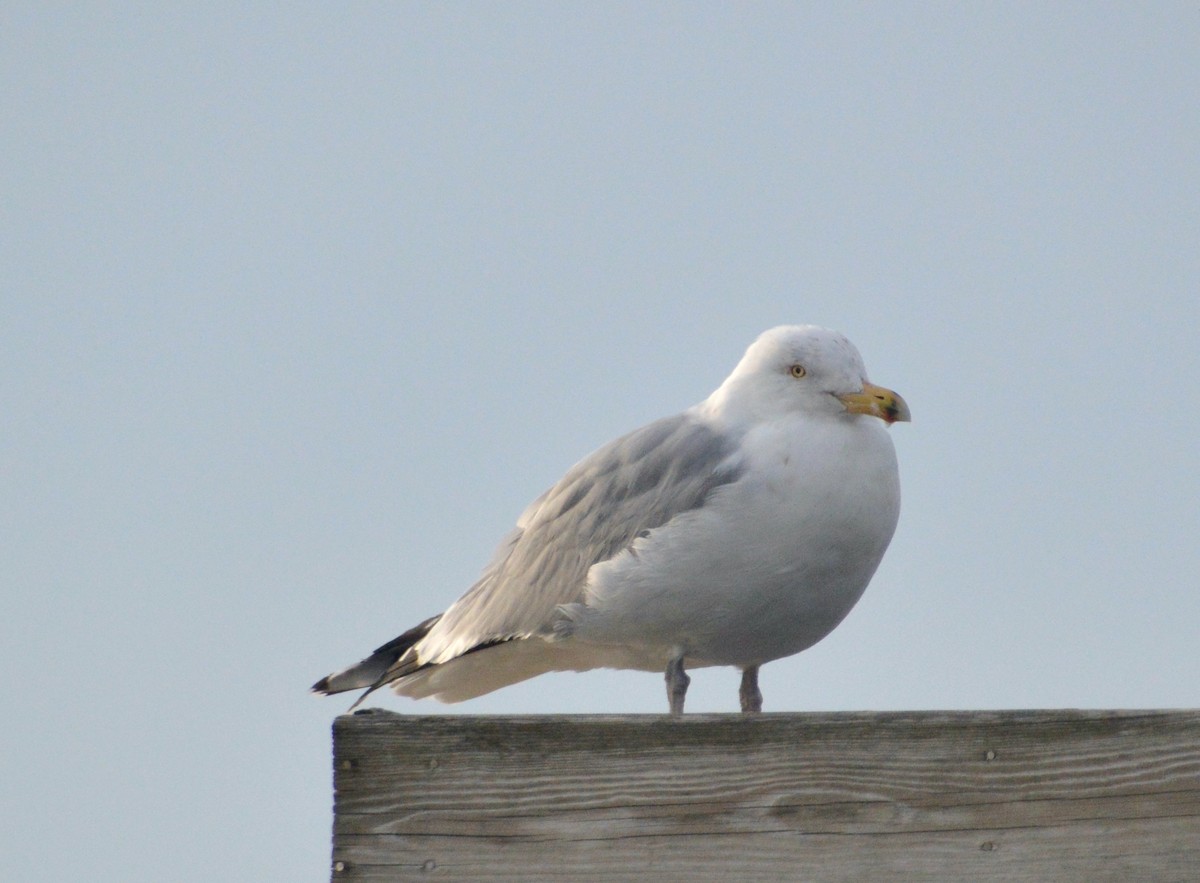 Herring Gull - ML540361321