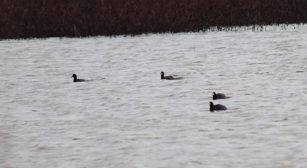 American Coot - ML540361481