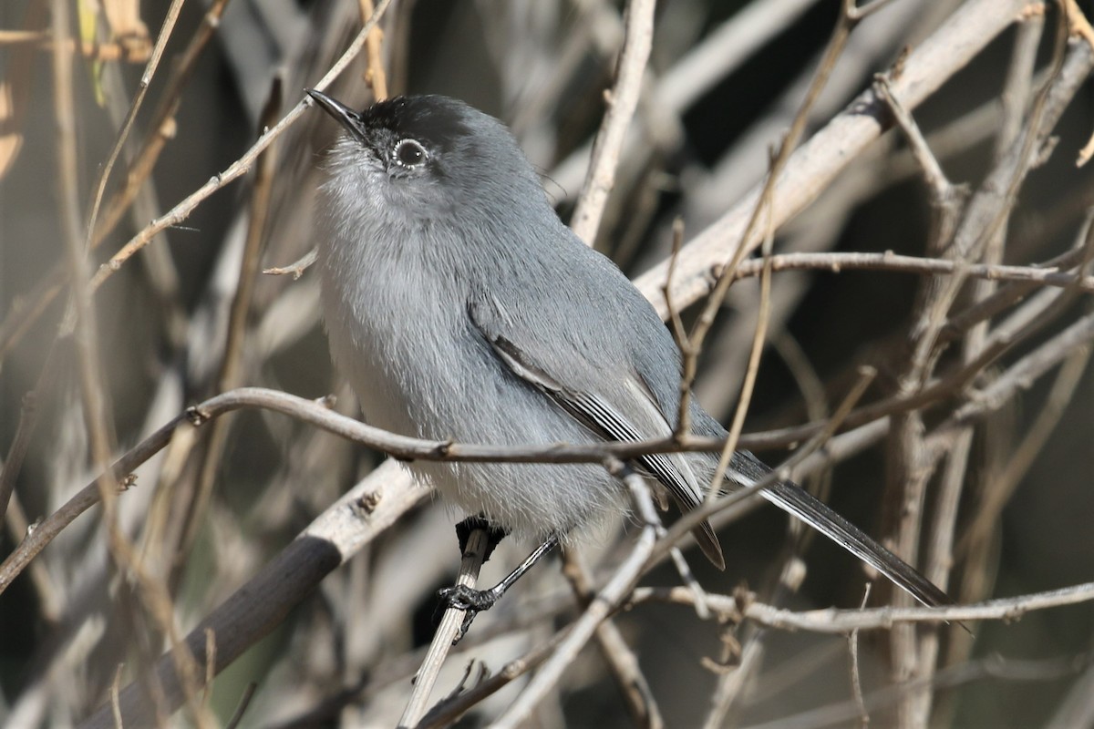 Black-tailed Gnatcatcher - ML540363301