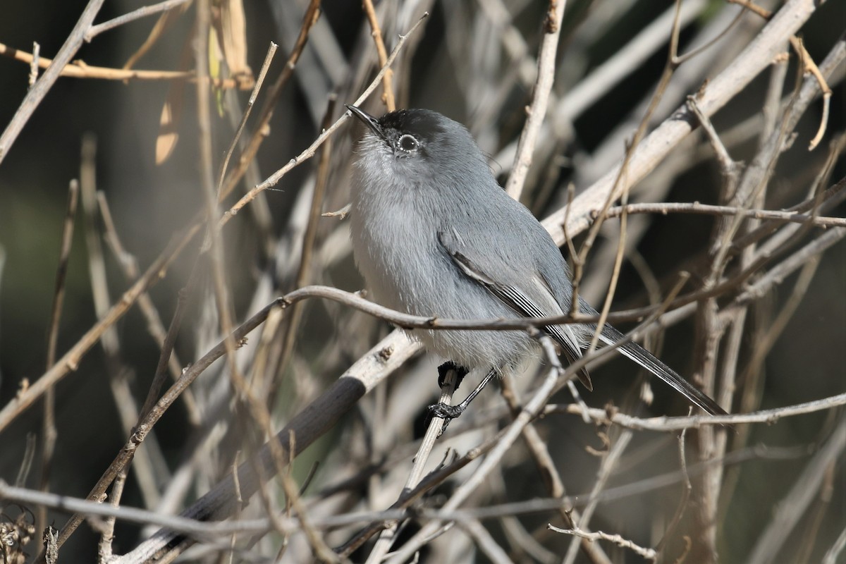 Black-tailed Gnatcatcher - ML540363471