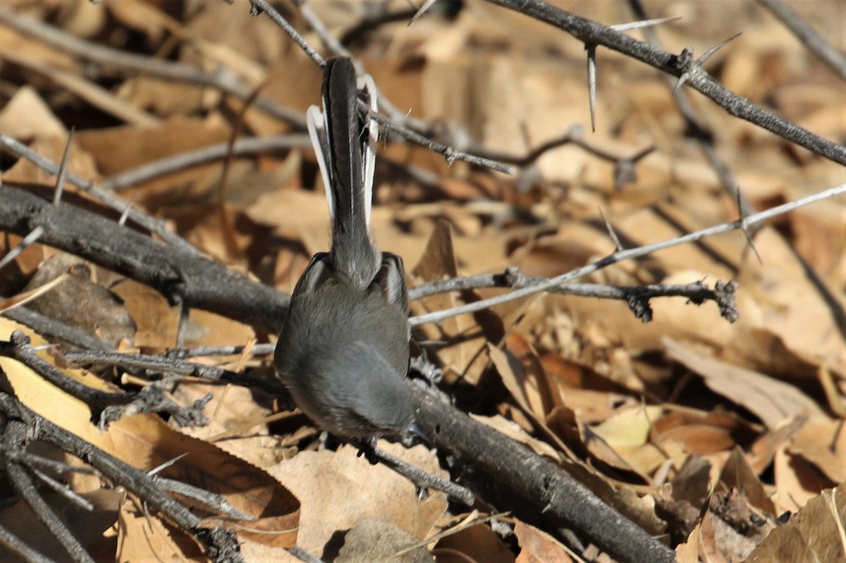 Black-tailed Gnatcatcher - ML540363851