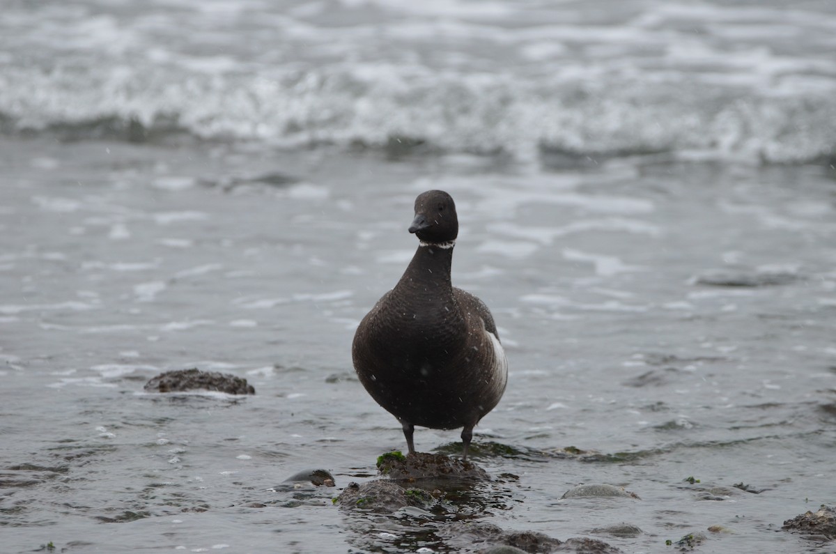 Bernache cravant (nigricans) - ML540363961