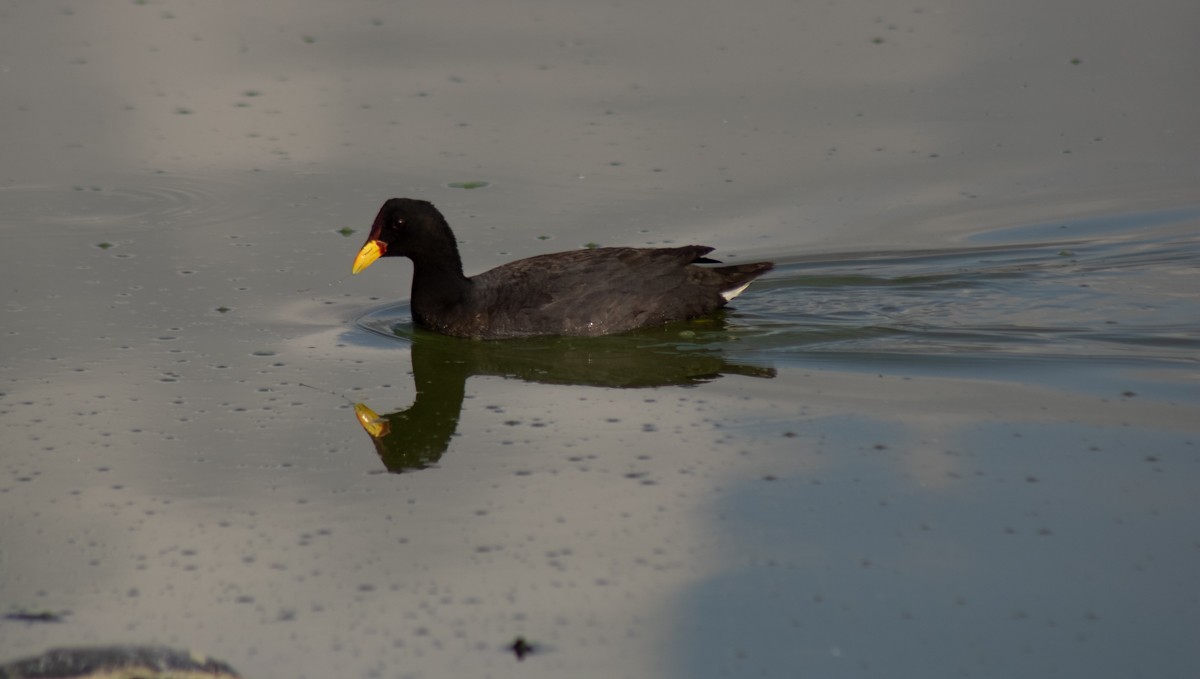 Red-fronted Coot - ML540365411