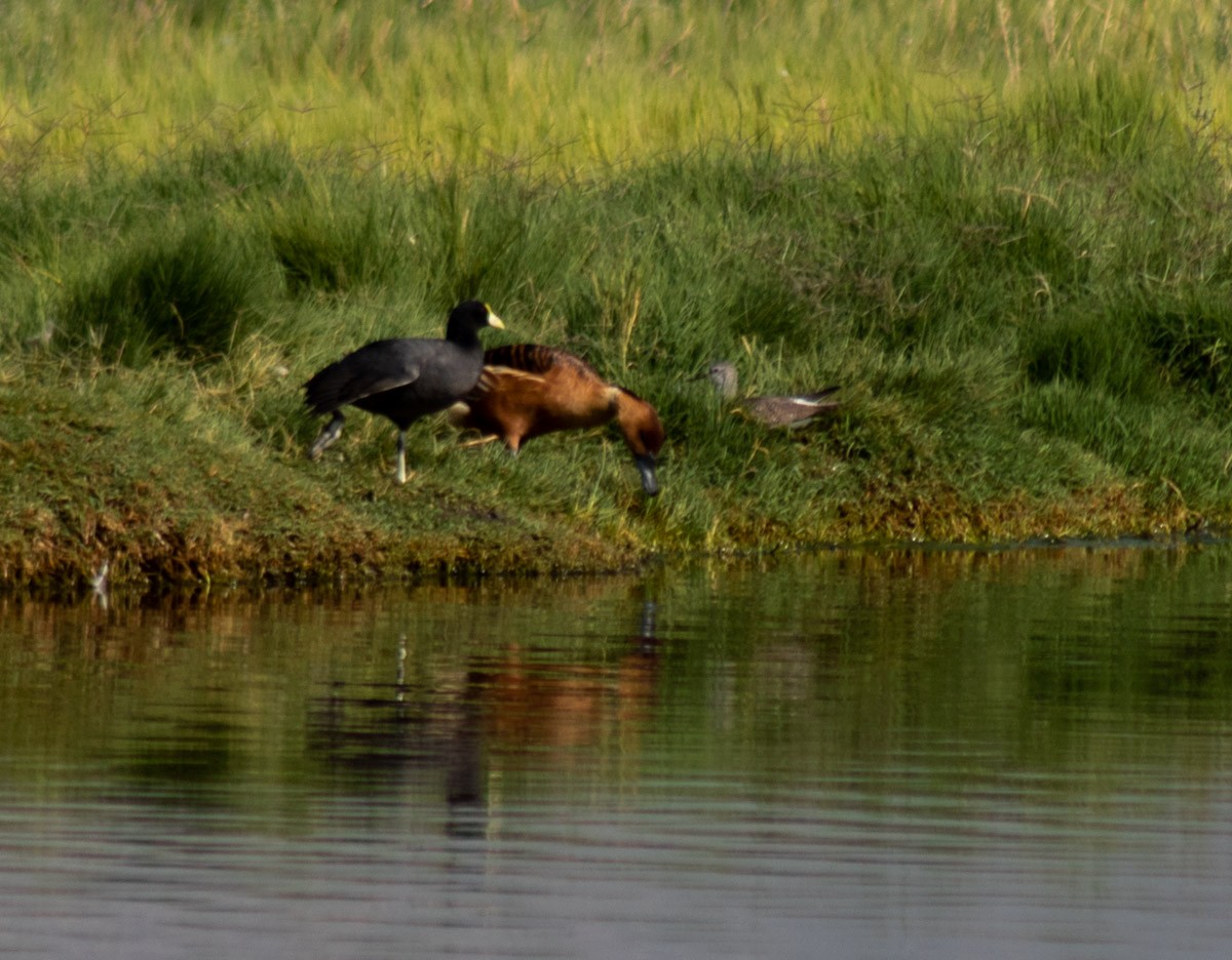 White-winged Coot - ML540365511