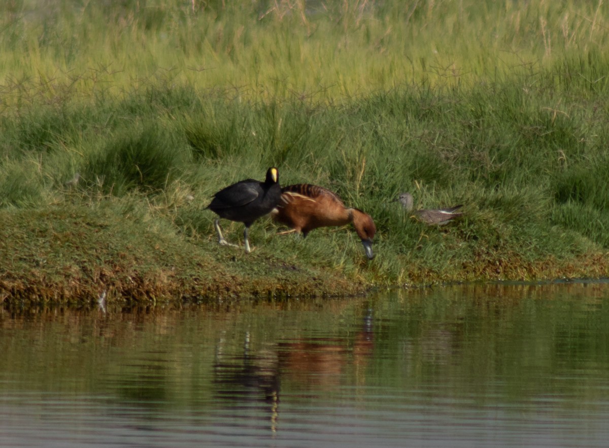 White-winged Coot - ML540365521