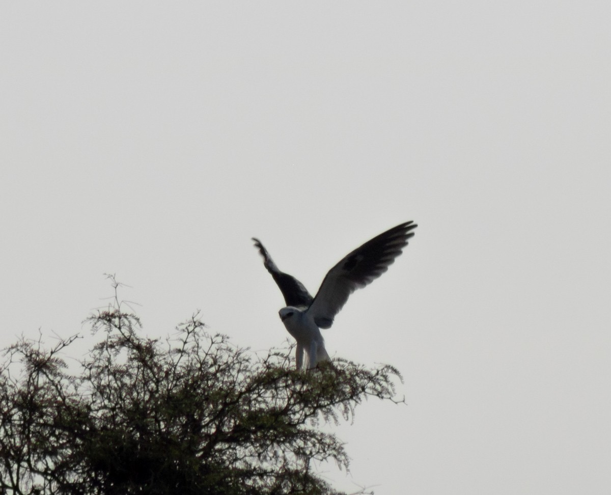 White-tailed Kite - ML540365911