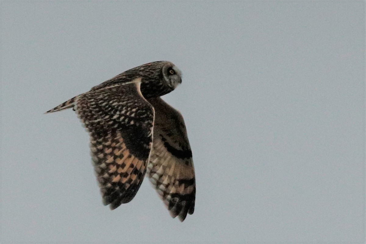 Short-eared Owl - ML540365981