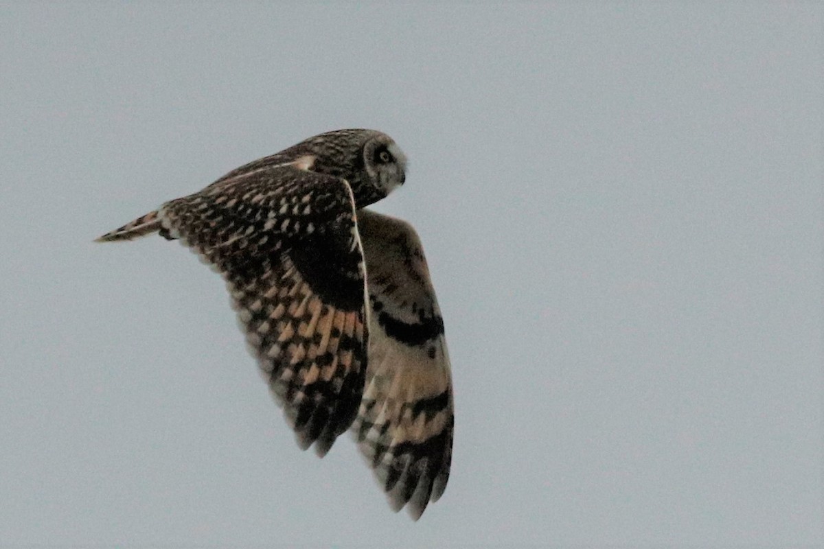 Short-eared Owl - ML540366001