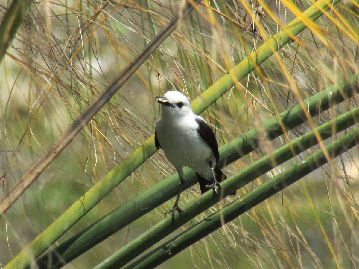 Pied Water-Tyrant - Benjamin Polanco