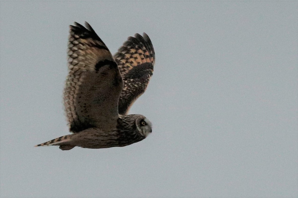 Short-eared Owl - ML540366041