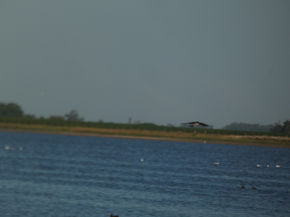 Chilean Swallow - ML540366401