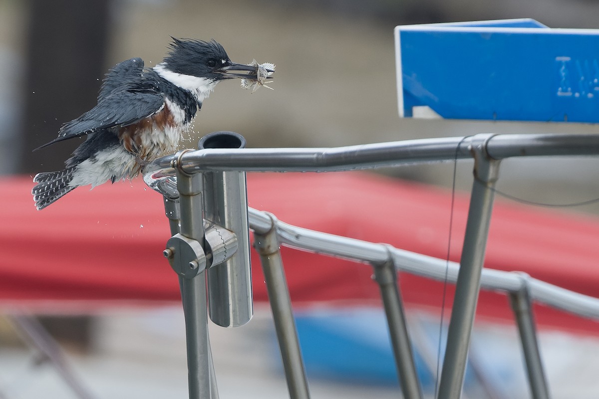 Belted Kingfisher - Joachim Bertrands