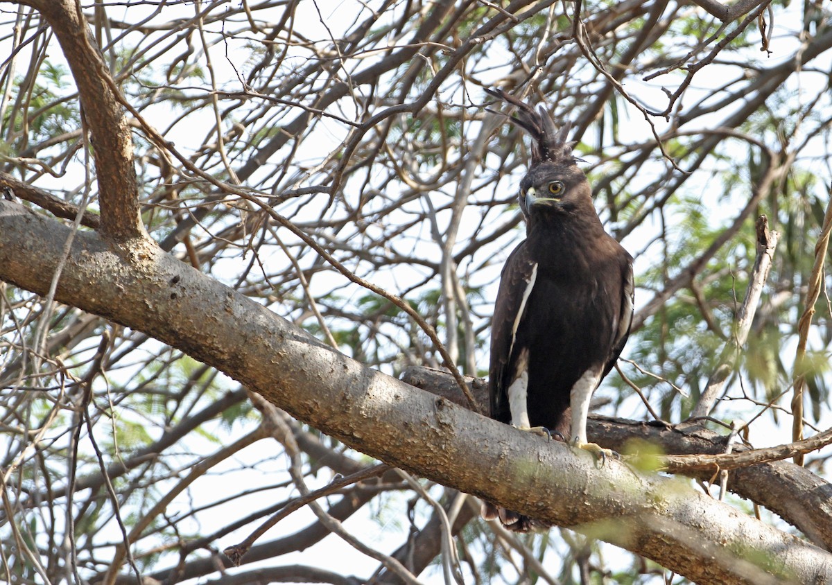 Long-crested Eagle - ML54036761