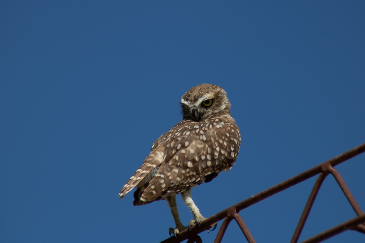 Burrowing Owl - ML540367651