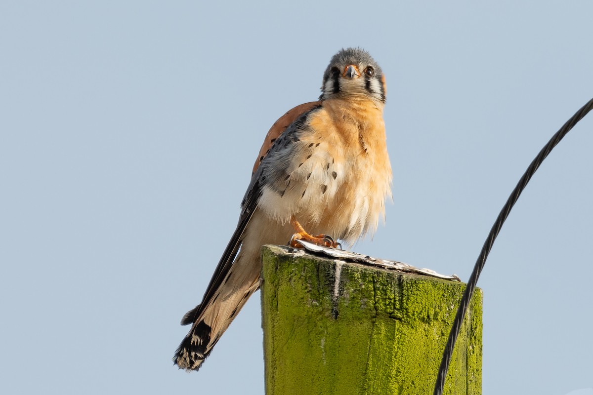 American Kestrel - ML540367681