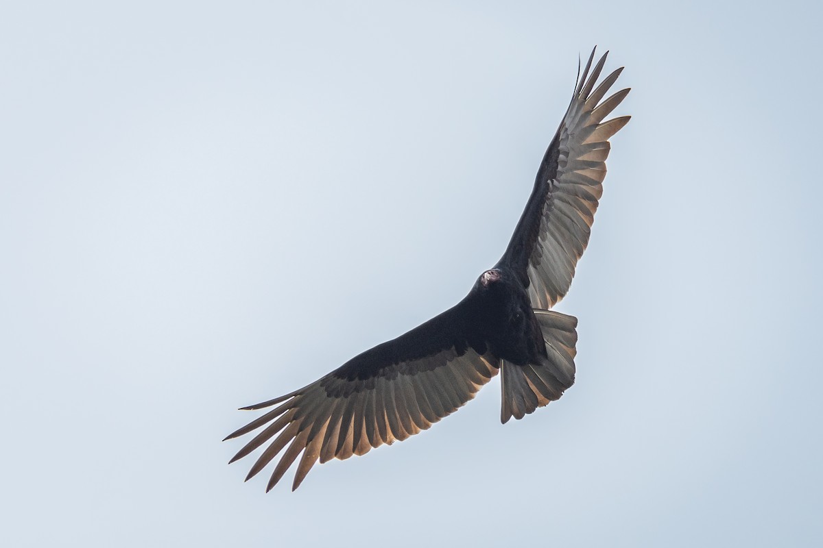 Turkey Vulture - ML540367801