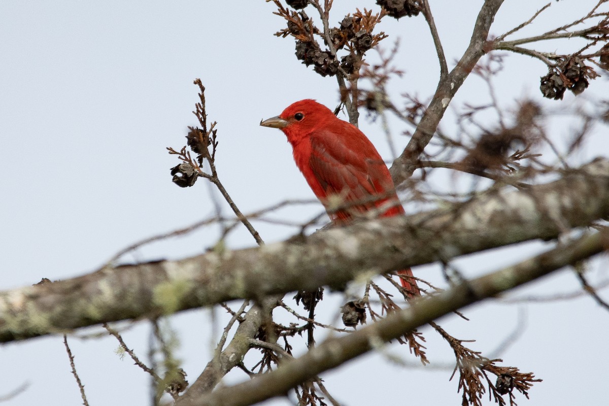 Summer Tanager - ML540367881