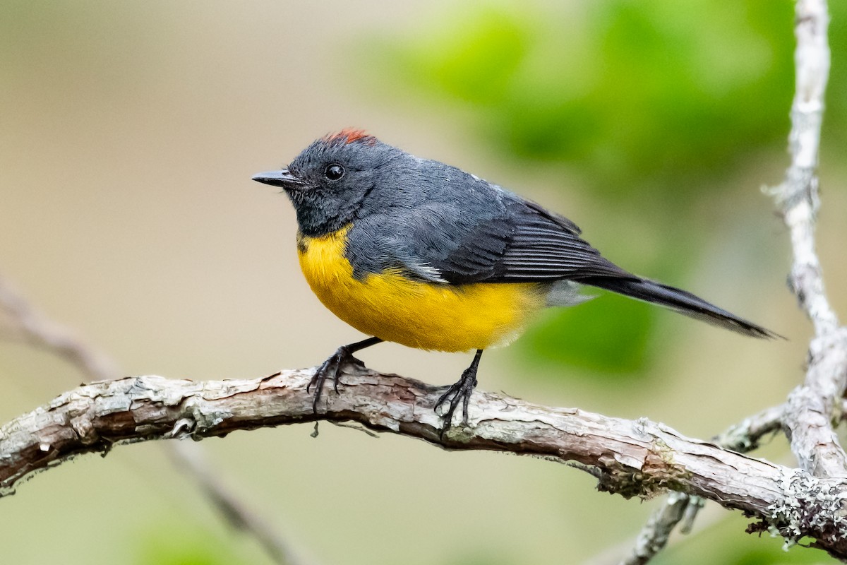 Slate-throated Redstart - ML540367961