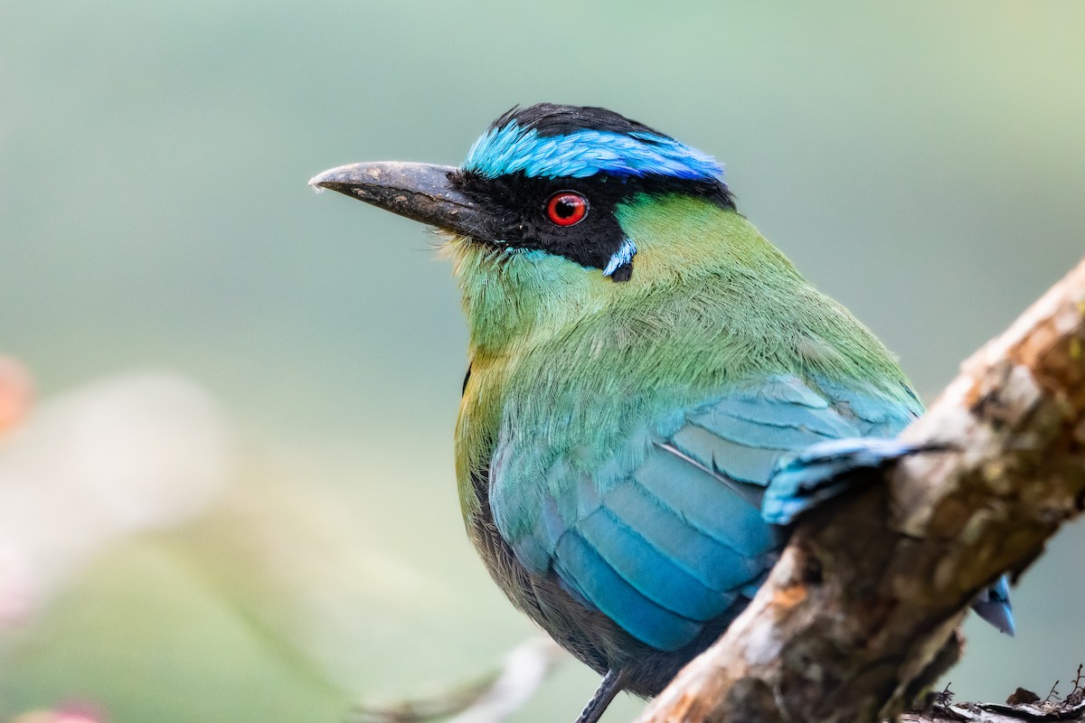 Andean Motmot - ML540368001