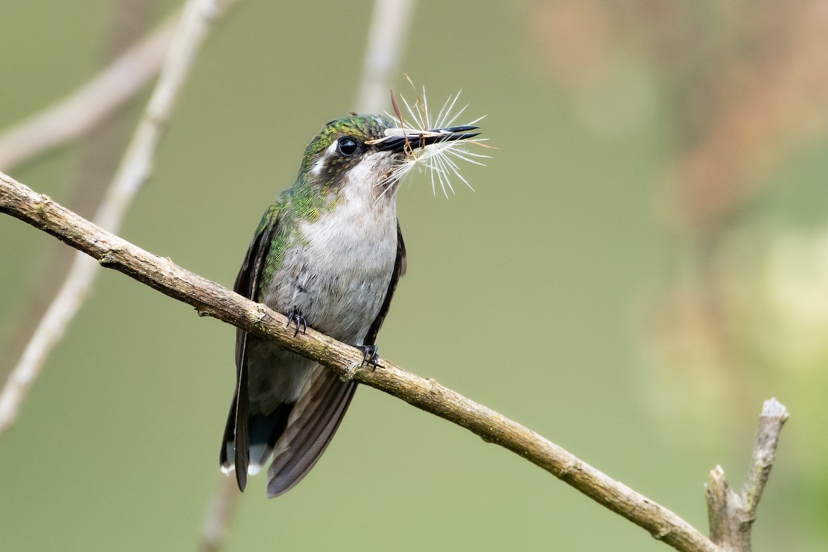 Western Emerald - ML540368071
