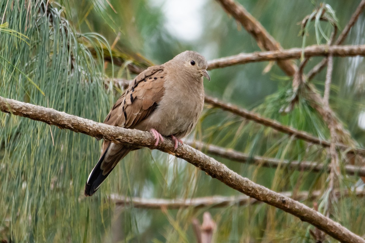 Ruddy Ground Dove - ML540368081