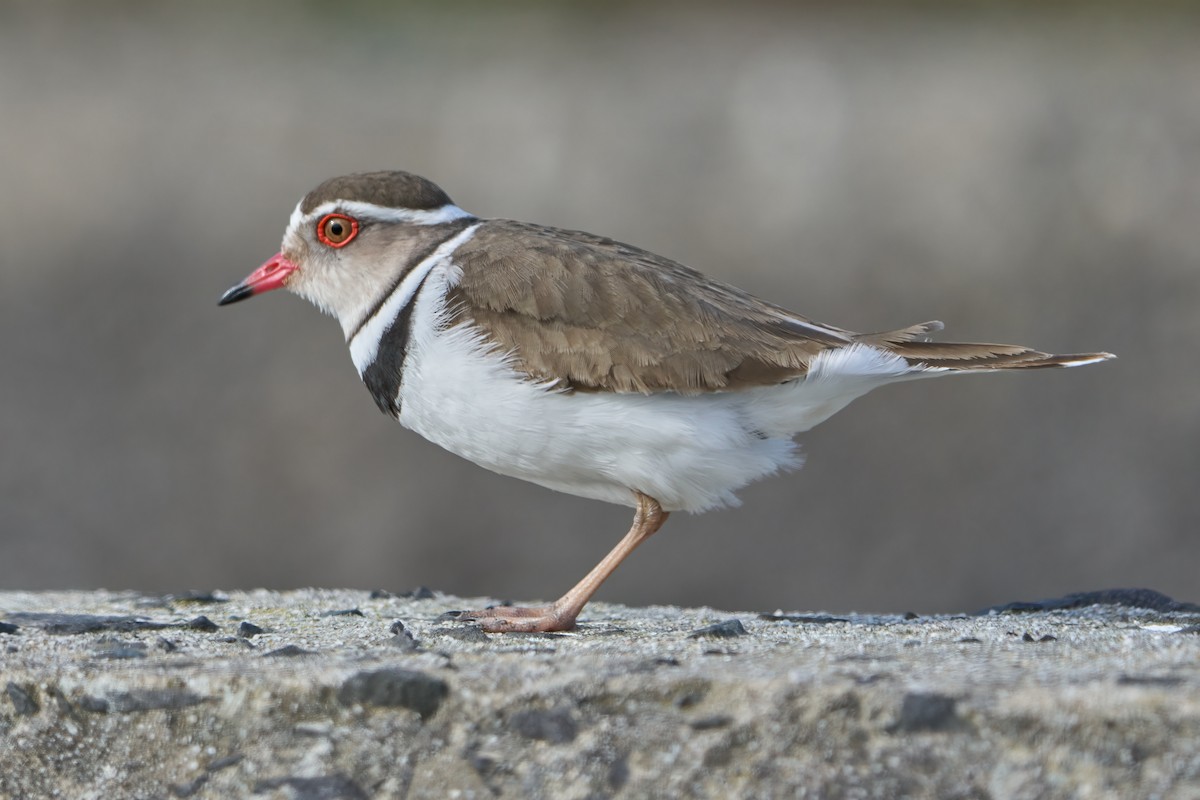 Three-banded Plover (African) - ML540368431