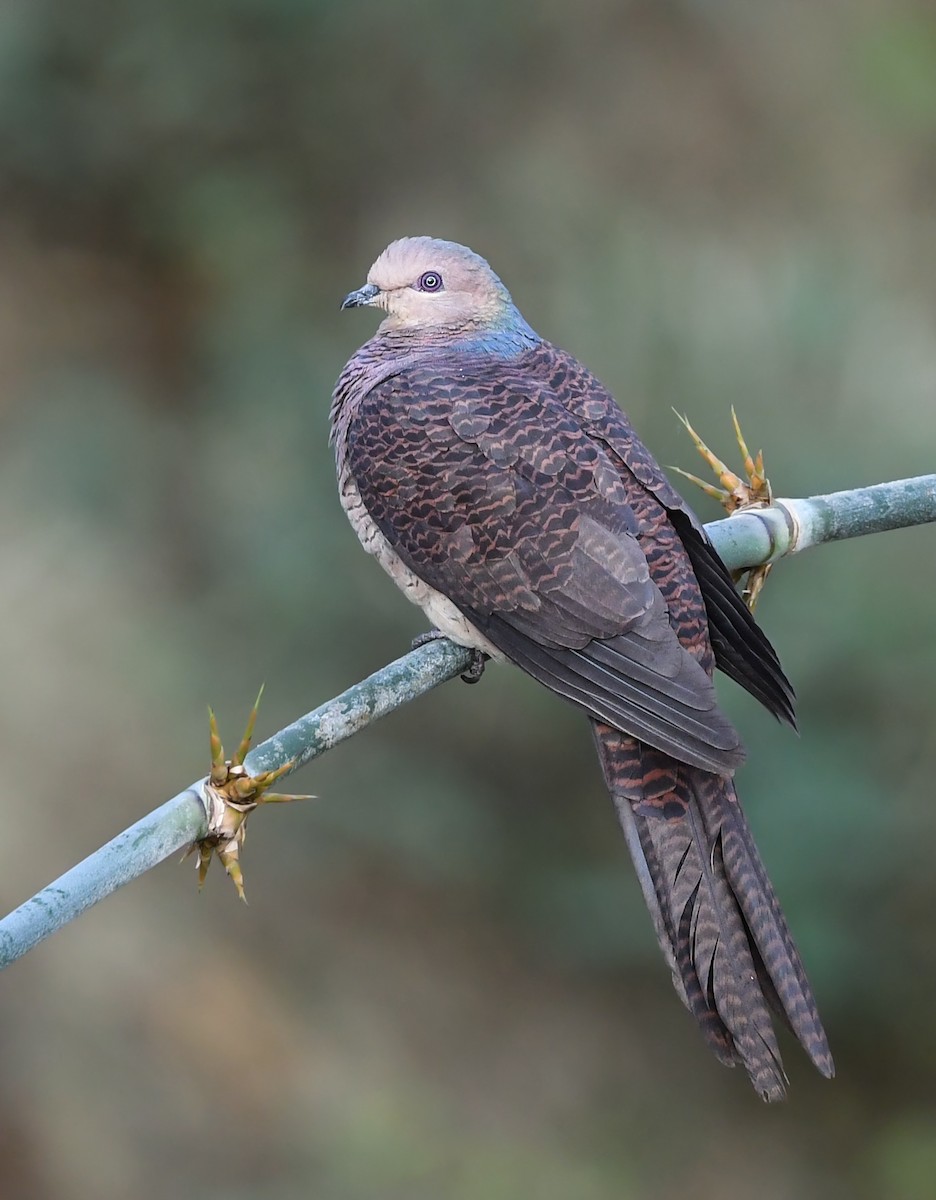 Barred Cuckoo-Dove - Noel Foning