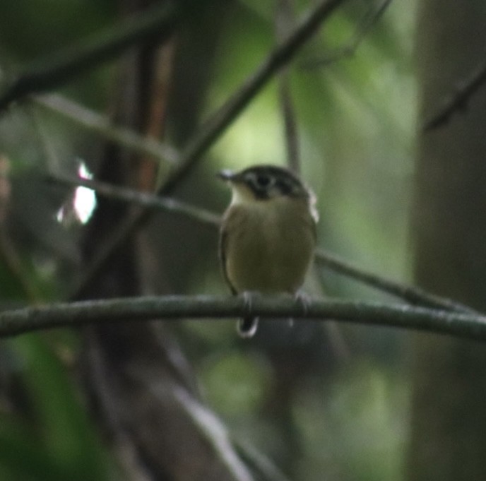 White-throated Spadebill - ML540370811