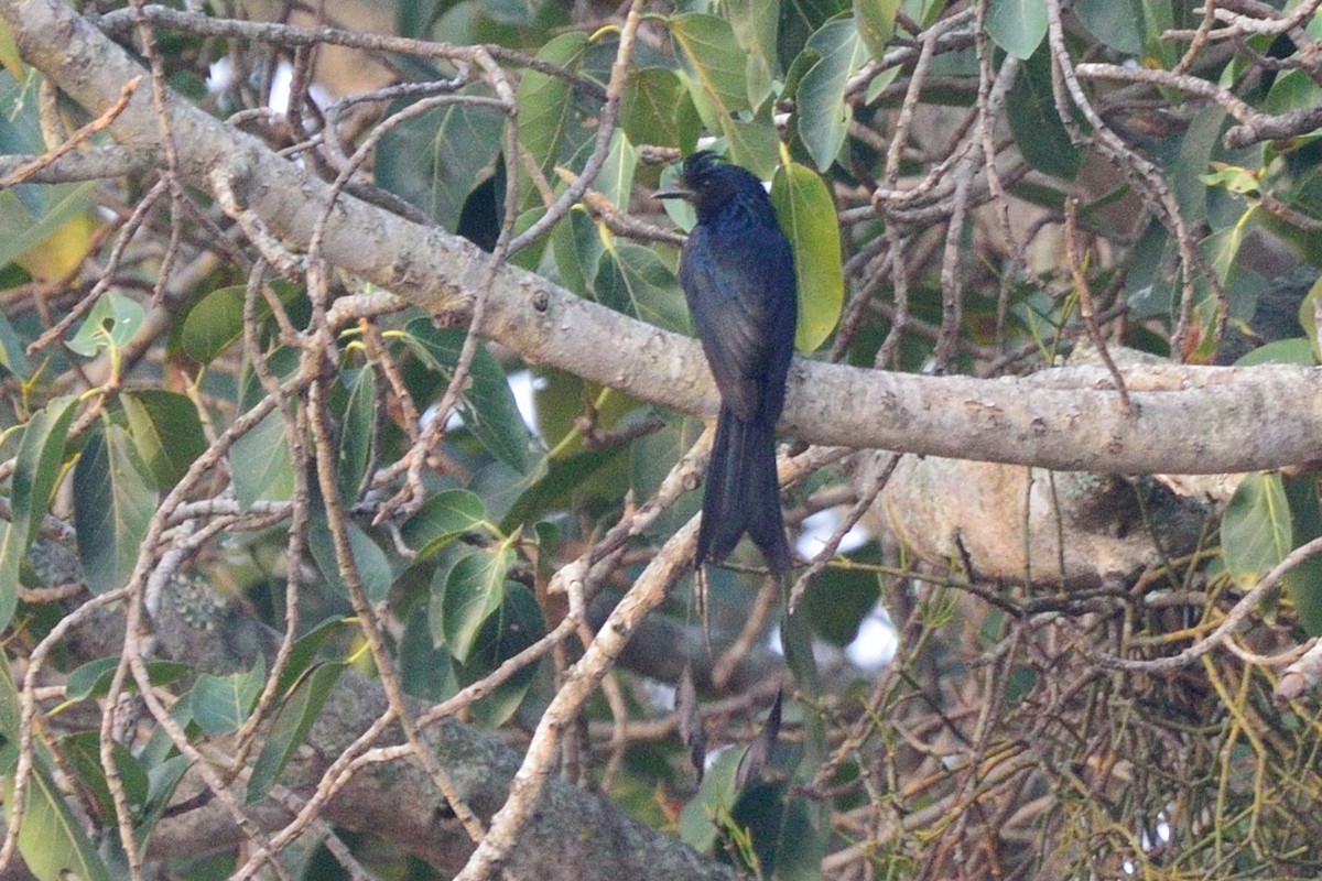 Greater Racket-tailed Drongo - Snehasis Sinha