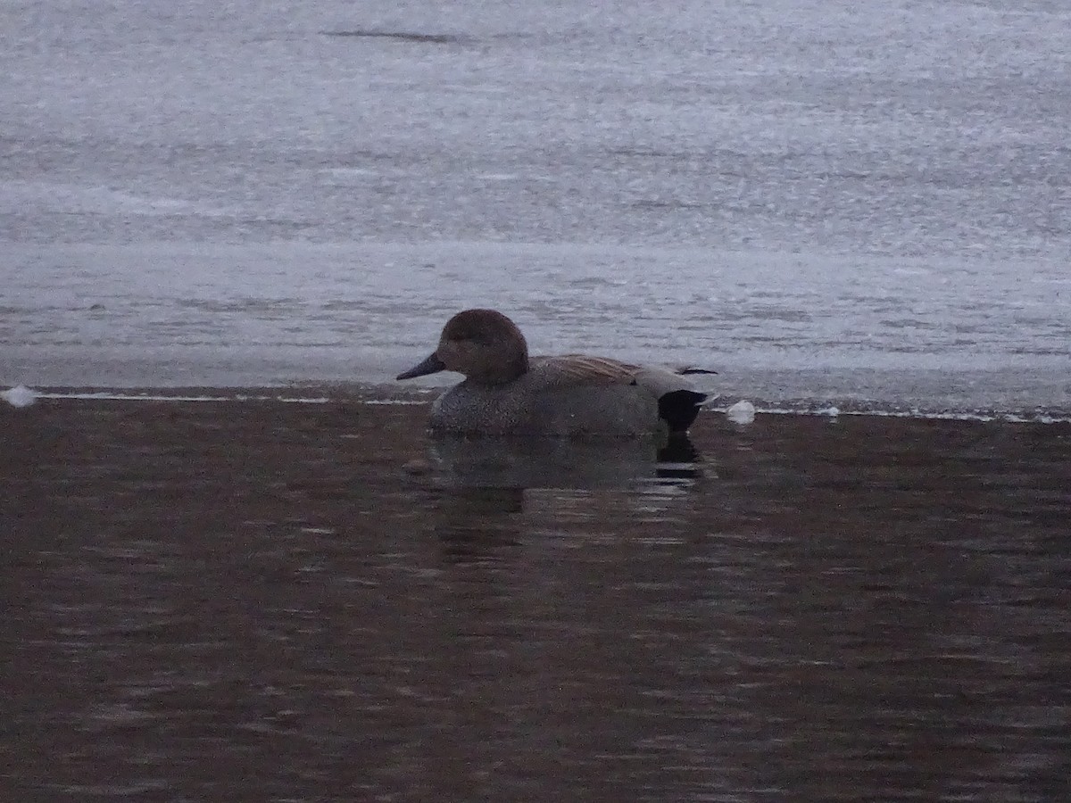 Gadwall - ML540372481