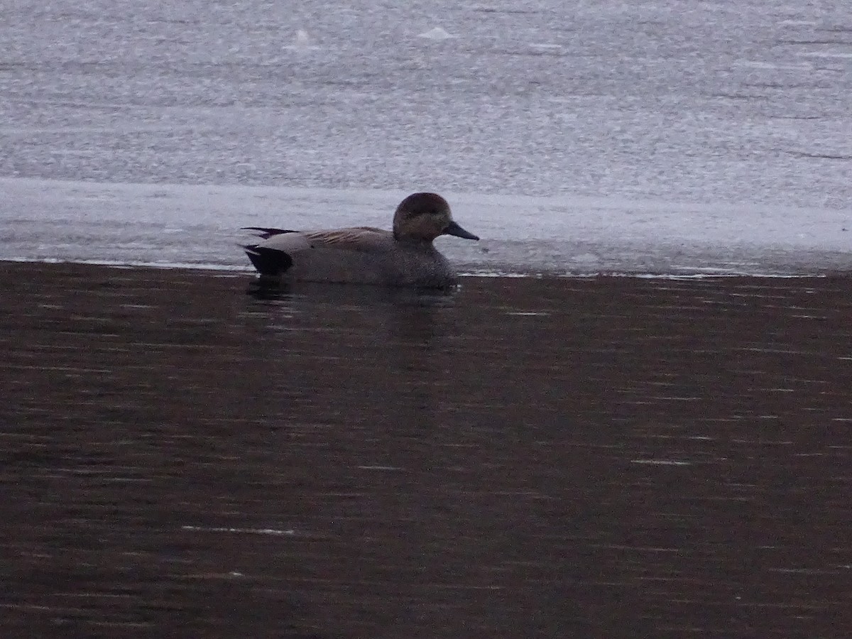 Gadwall - ML540372631