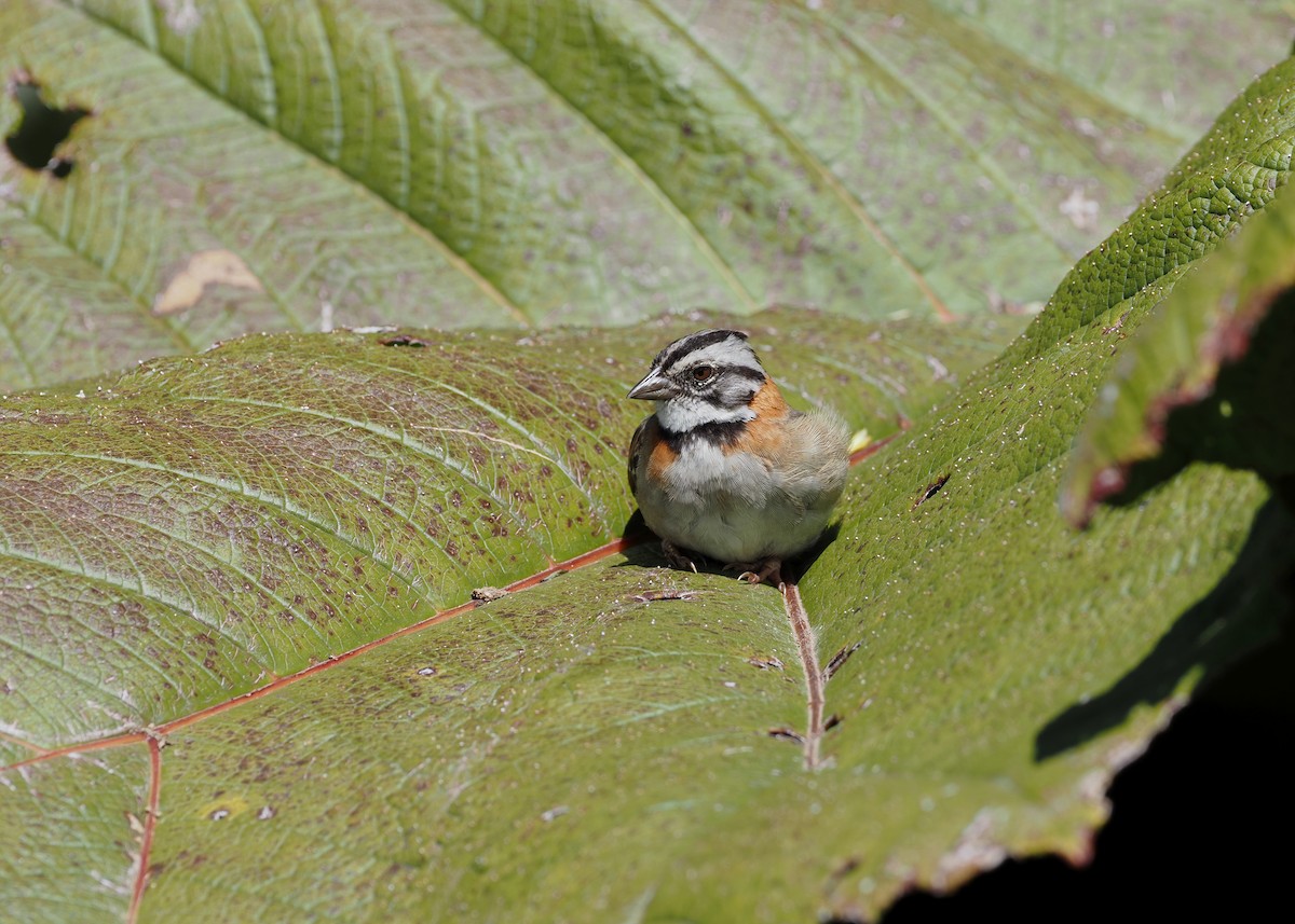 Rufous-collared Sparrow - Sam Woods
